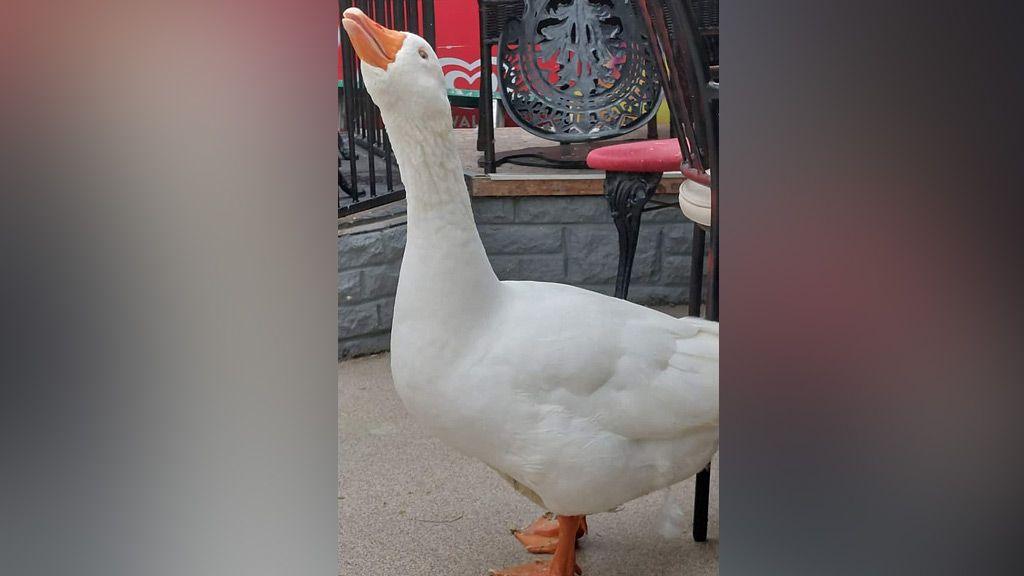 A close-up picture of Billy the goose at the Ani-Mel animal rescue sanctuary.