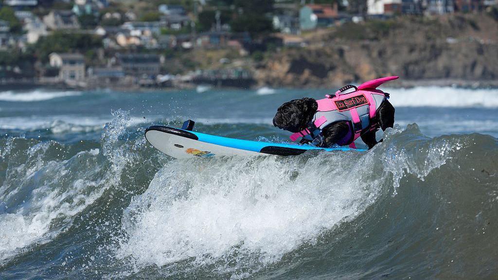 Dog on a surf board.