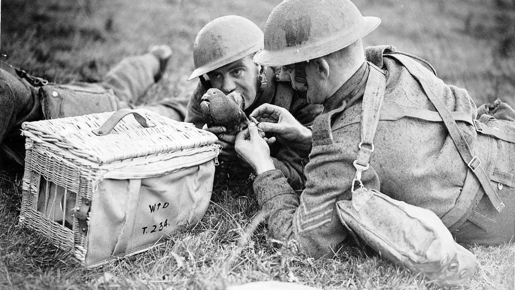 Soldiers send a message using a carrier pigeon. circa October 1940