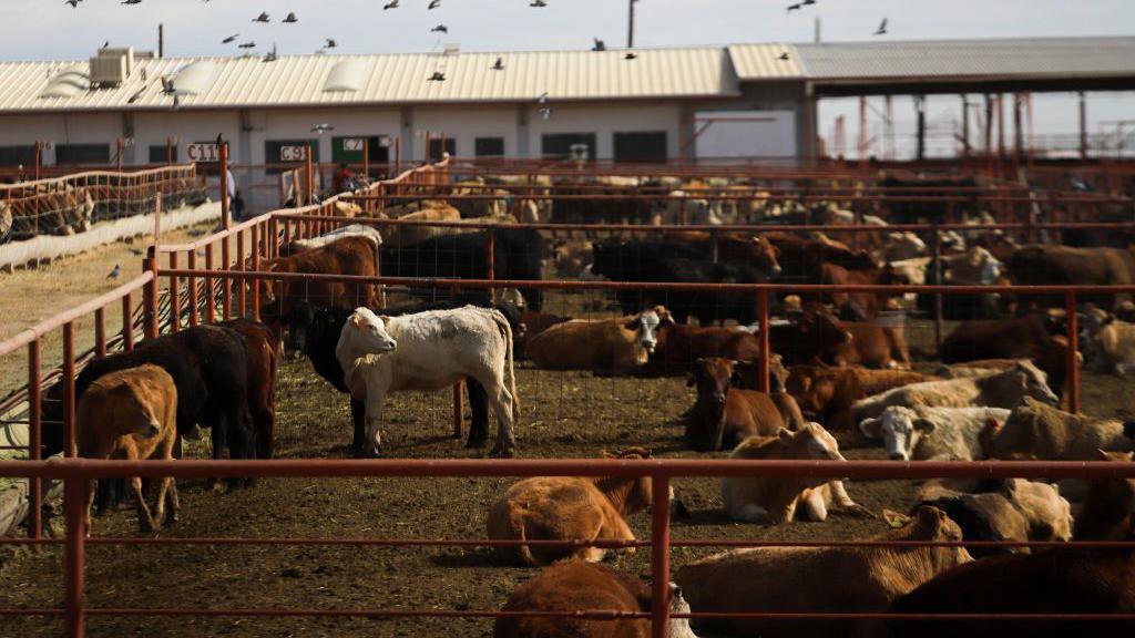 Texas cattle in a field