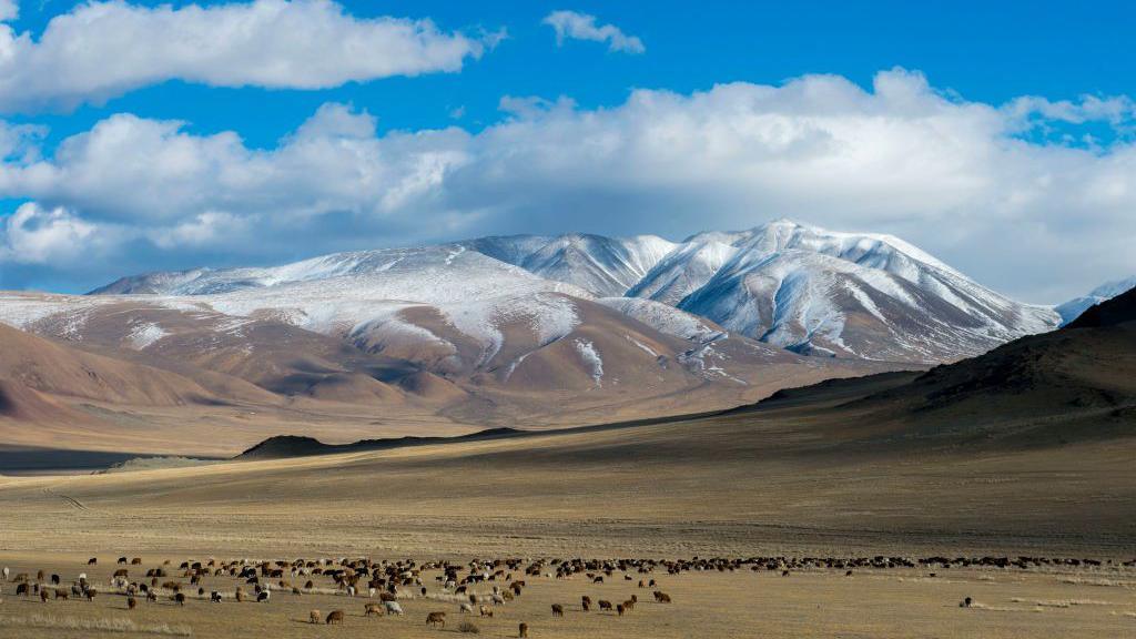 A herd of sheep grazing in a valley of the Altai Mountains. Snowy mountains in the background, with a green valley in the foreground, and a blue sky with some clouds. It gives the impression of vast, isolated area.