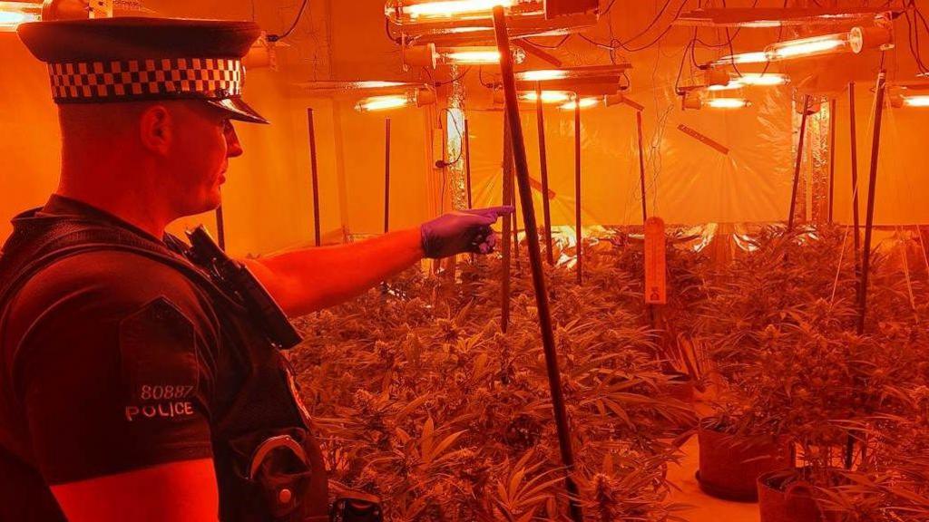 An officer is pointing at hundreds of cannabis plants being kept under red lights.