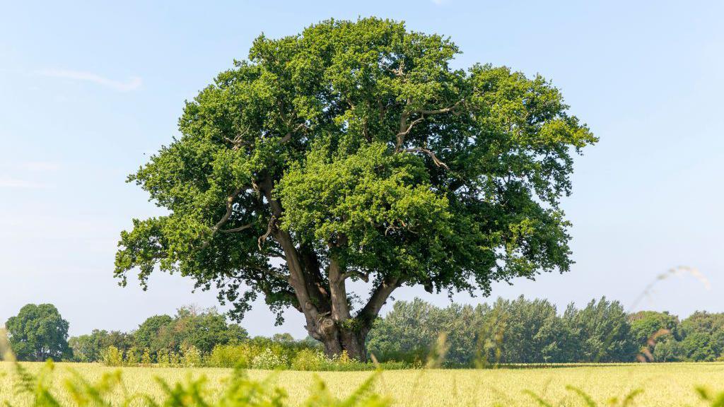 Image of a large English oak flourishing with green leaves standing in a field.