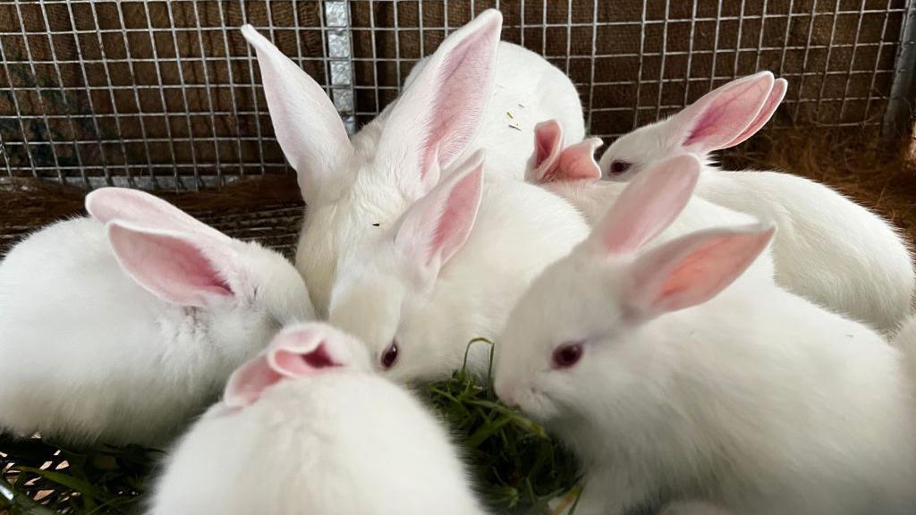 The picture shows a group of six white rabbits huddled closely together inside a wire enclosure. Their fur is very clean and soft-looking, and their ears are upright and pinkish on the inside. The rabbits are gathered around, eating a pile of green grass. They appear calm and are surrounded by a mesh fence, which forms the background of the image.