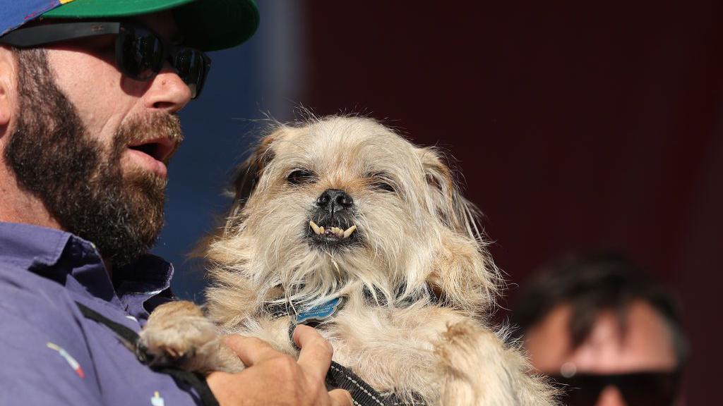 dog with outwards bottom teeth