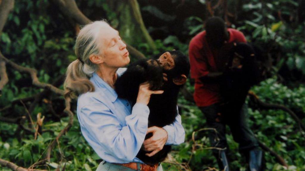 Jane Goodall holds a baby chimpanzee