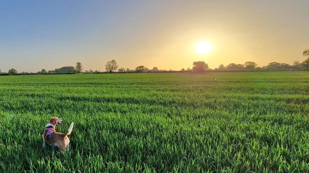 Dog in field with sun rising