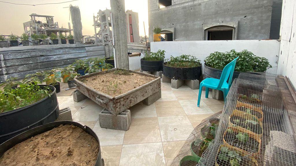 A small outdoor square area with tiled floor and concrete walls, with a number of large makeshift planters filled with earth and the green leaves of small plants. Some are covered with metal netting. In the backdrop are damaged buildings