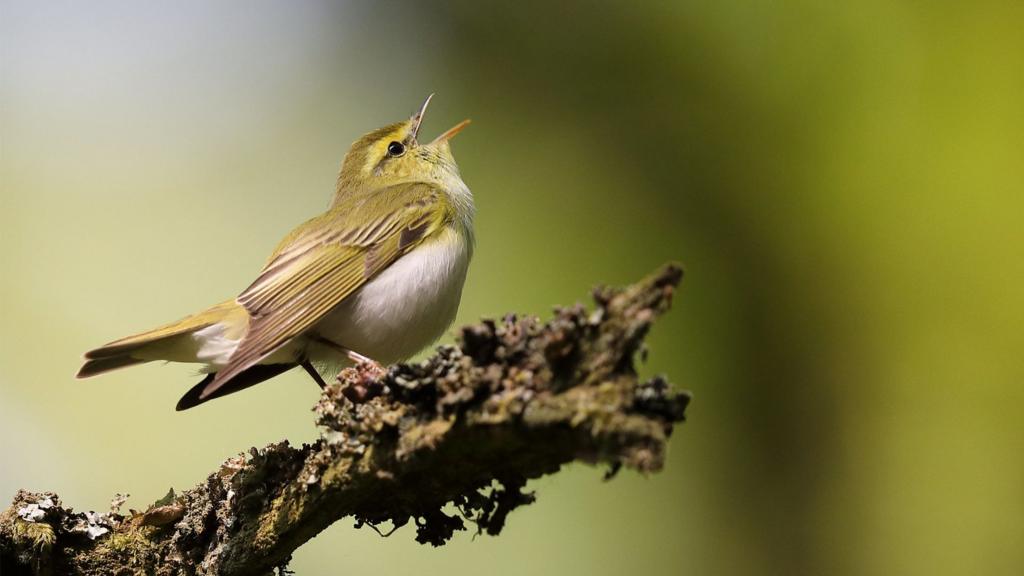Warbler bird singing