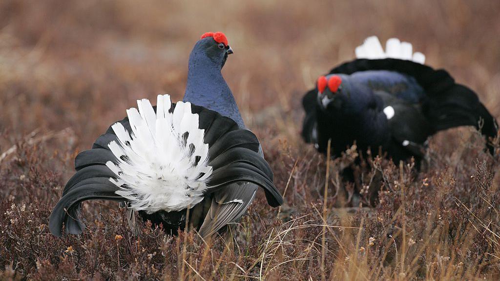 Two black grouse one showing its white tailfeathers and the other bowed down