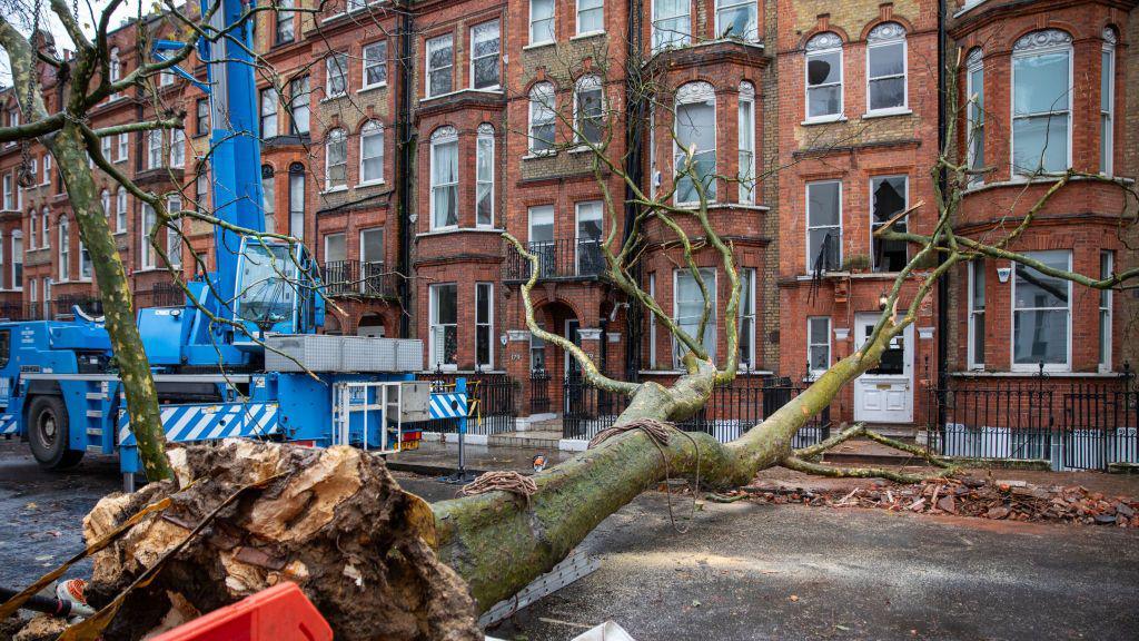 A fallen tree in Kensington, London