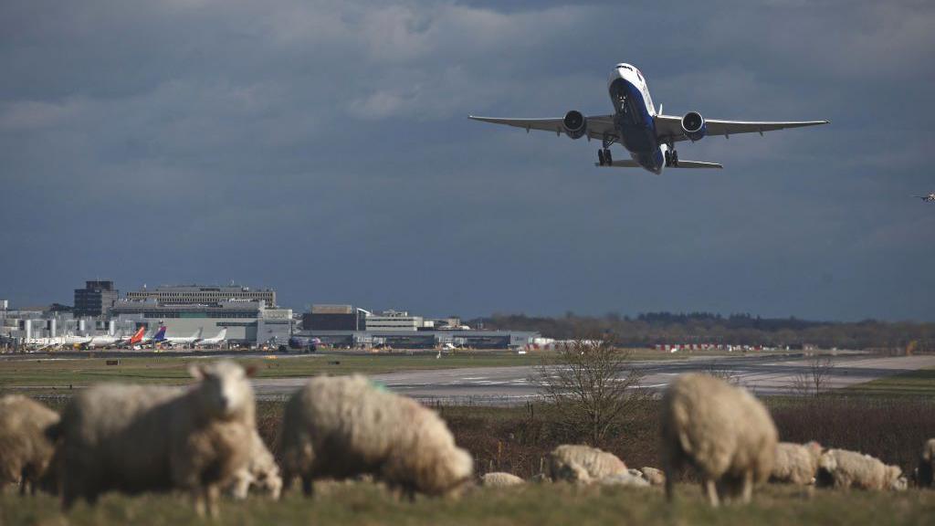 A plane takes off from a runway. Sheep are grazing on the fields below.