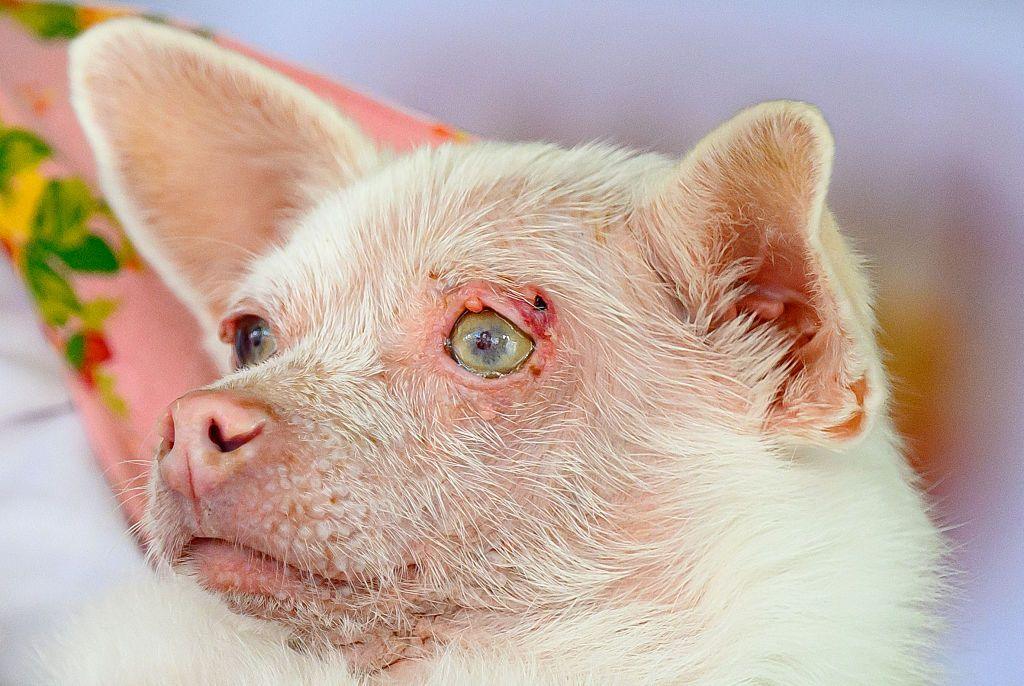 Pinky, an albino Pomeranian Chihuahua, competes in the World's Ugliest Dog Contest at the Sonoma County Fairgrounds in Santa Rosa, California, on August 14, 2026. Pinky took the second place in the competition.