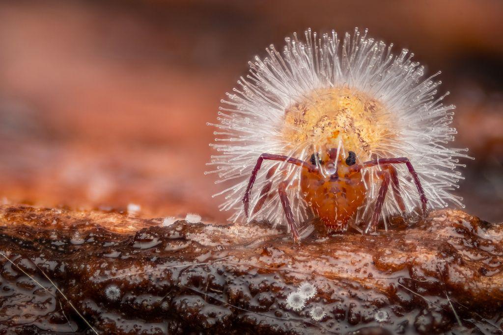 a globular springtail with a spiky fungus growing over it