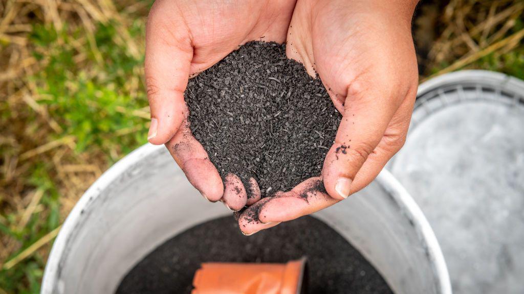 Two hands holding a handful of small black pieces of a charcoal-like substance. They are holding them over a metal bucket which is sitting on some grass, also filled with grains of the charcoal.
