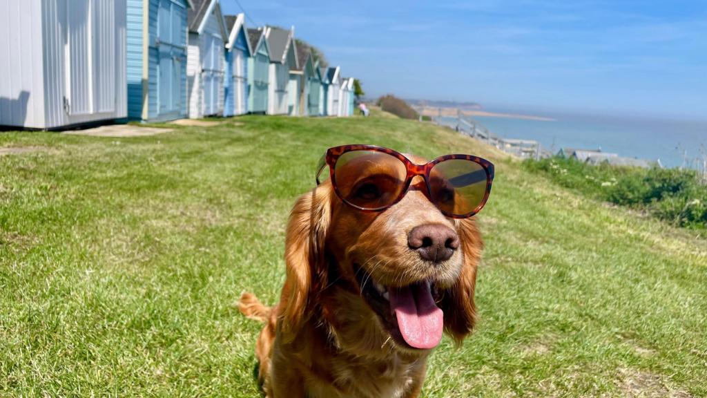 Dog with sunglasses