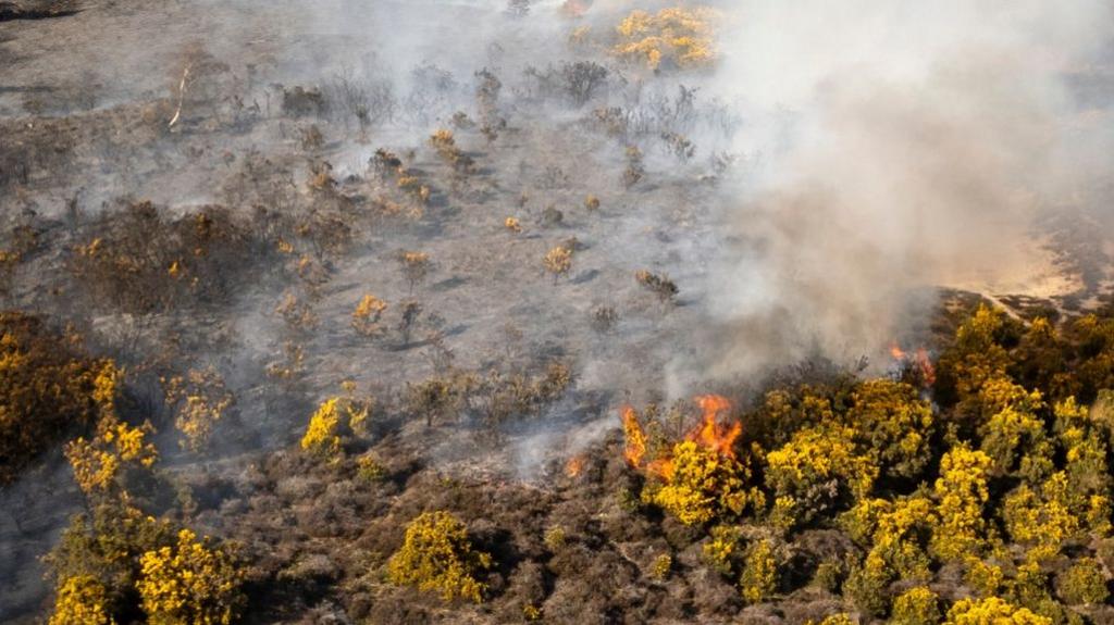 Aerial view of fire on heathland, made up of green brush and bushes. A large section has been burnt out, leaving the ground blackened.
