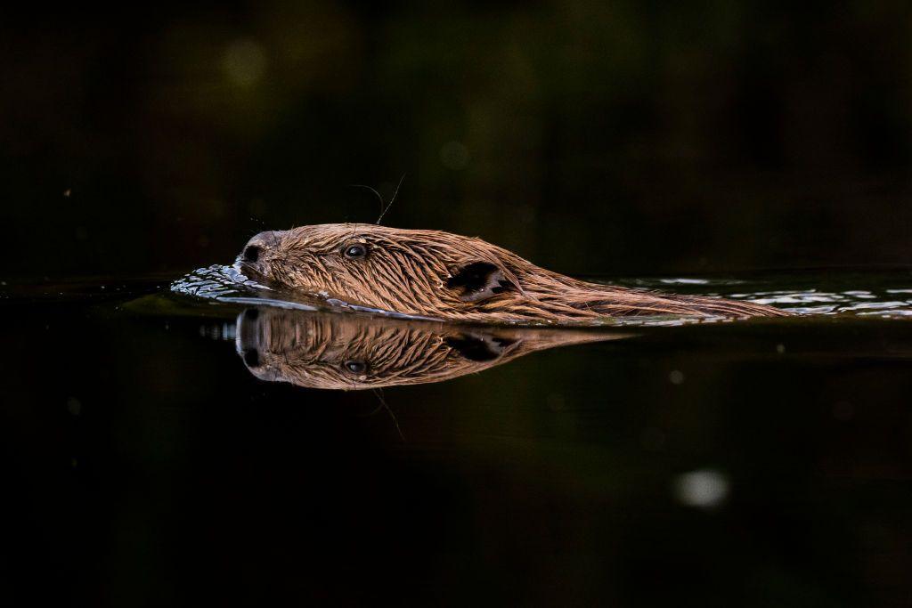 beaver swimming. 