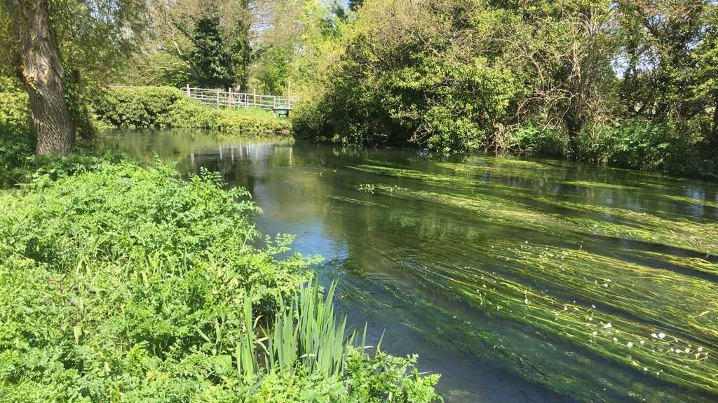 The River Frome on a sunny day. There is greenery either side and the water looks very clear.