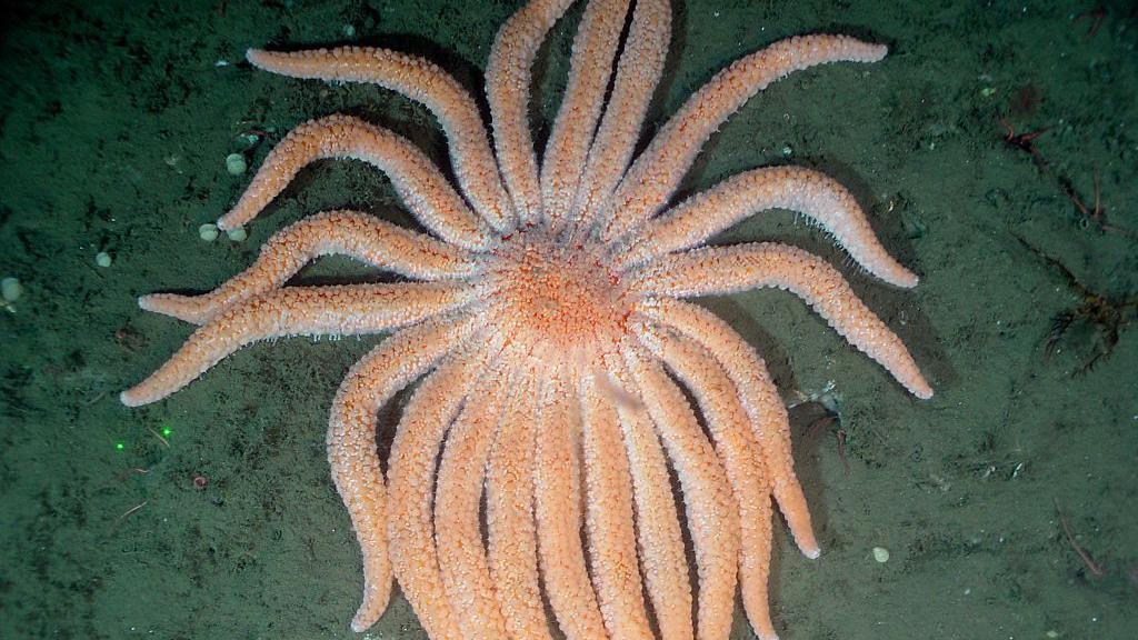 A sunflower sea star with multiple arms sits on a rock underwater. 