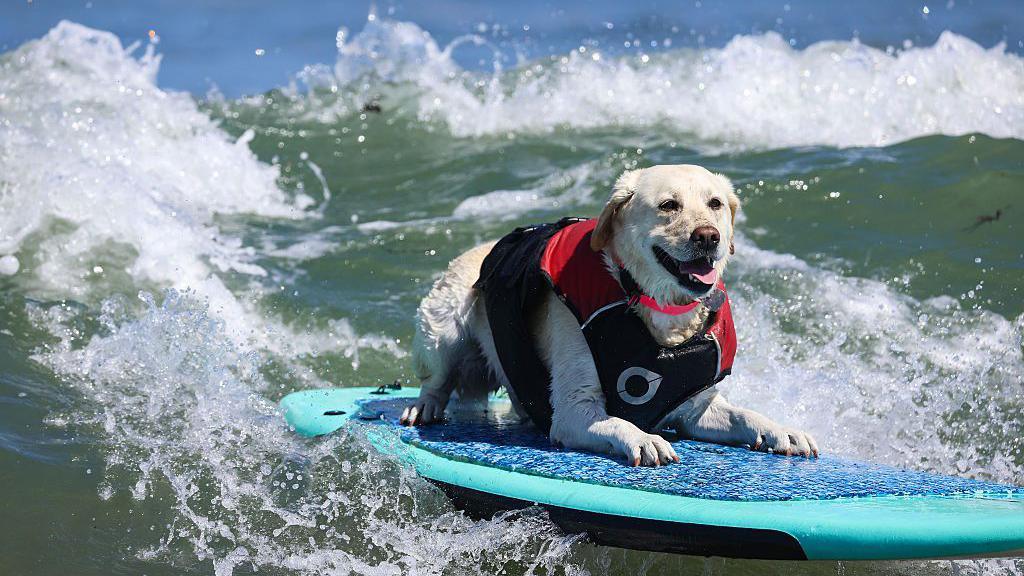 White labrador on a surf board.