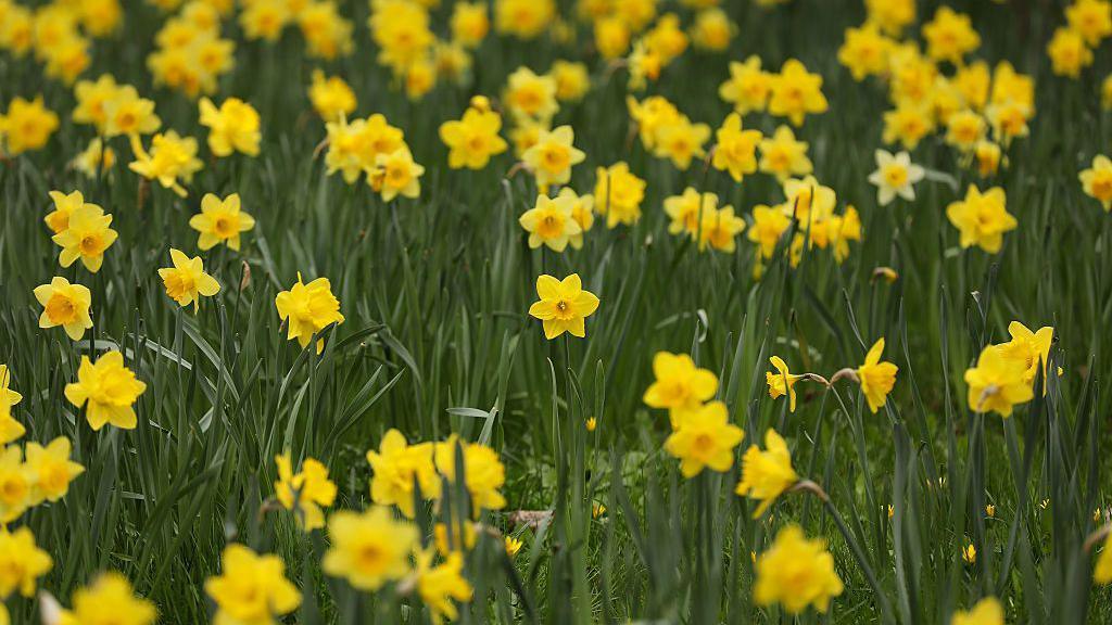 A field of yellow daffodils.