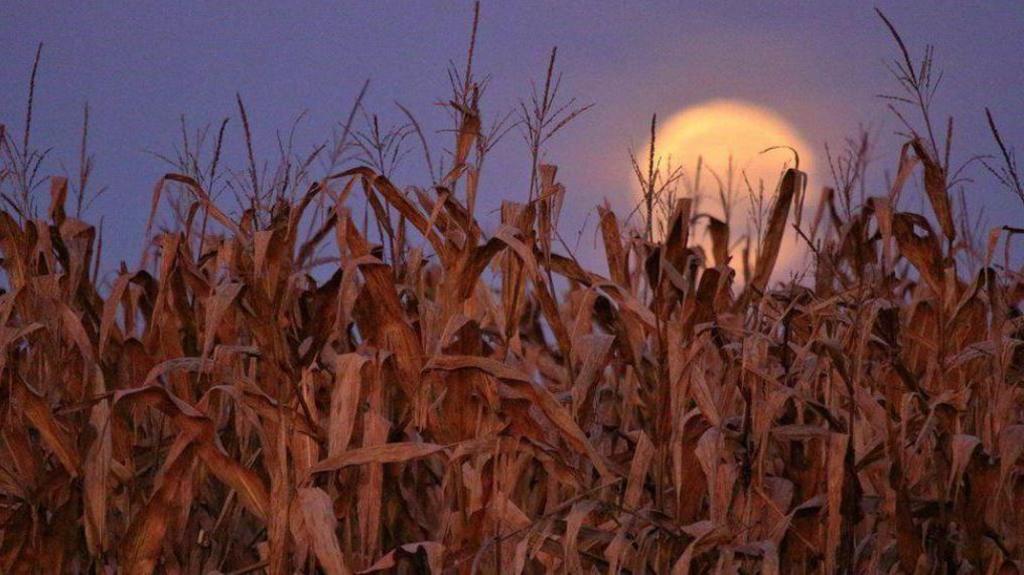 Moon over a cornfield.