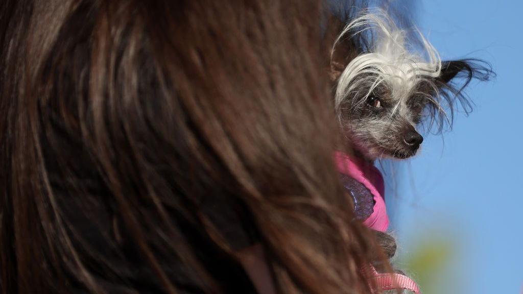 small dog with messy fur