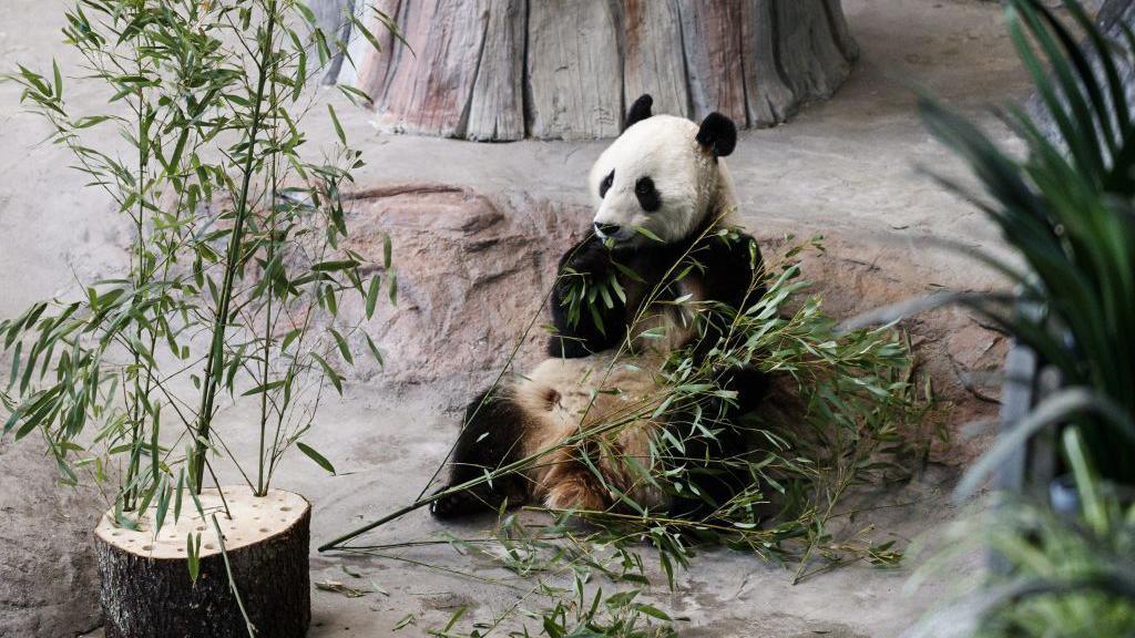 A giant panda sits eating bamboo in a large enclosure