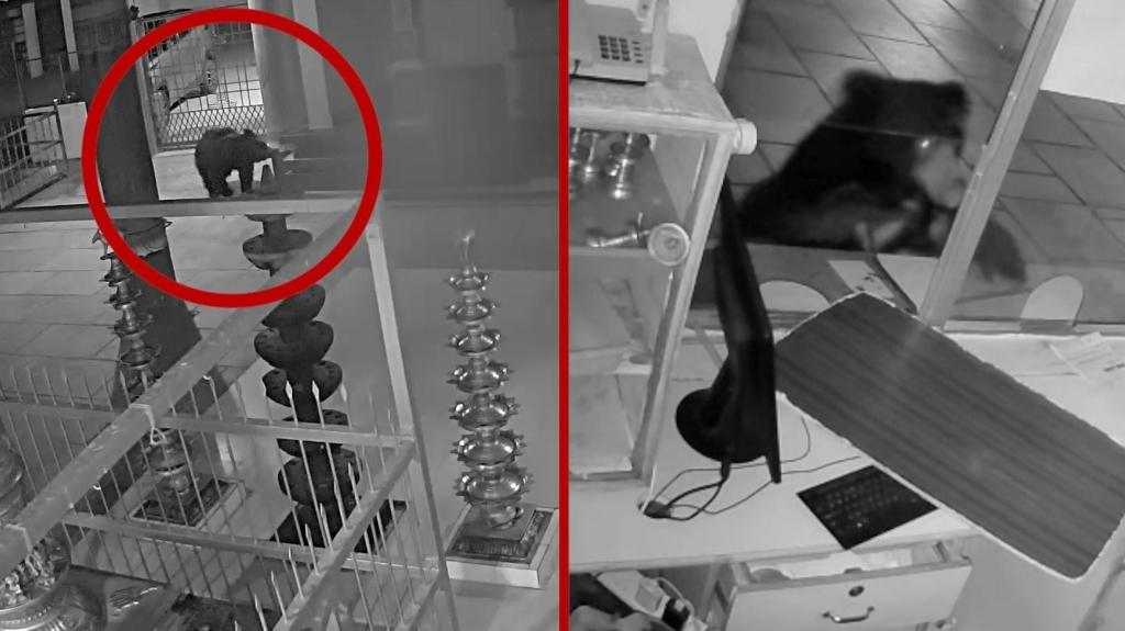 رصد دب يبحث عن الطعام في معبد هندي، صورته كاميرات المراقبة