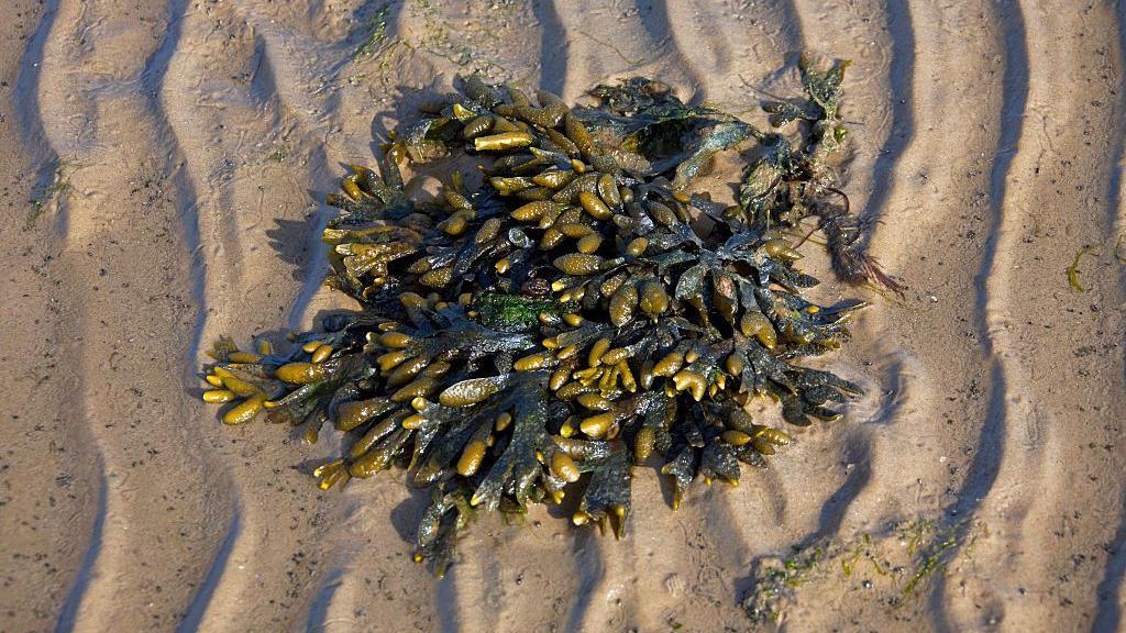 Bladderwrack on beach.