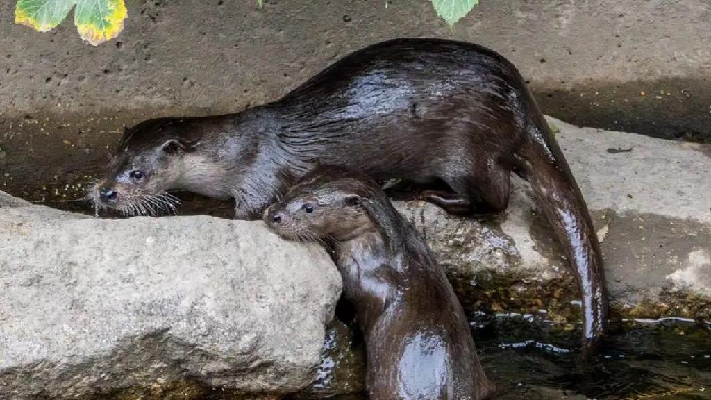 A pair of otter cubs crawl onto a rock. Their fur is wet and is shiny with the slick of the river water.