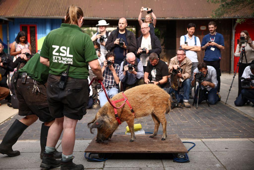 Zookeeper next to pig being weighed on scales with people taking pictures. 