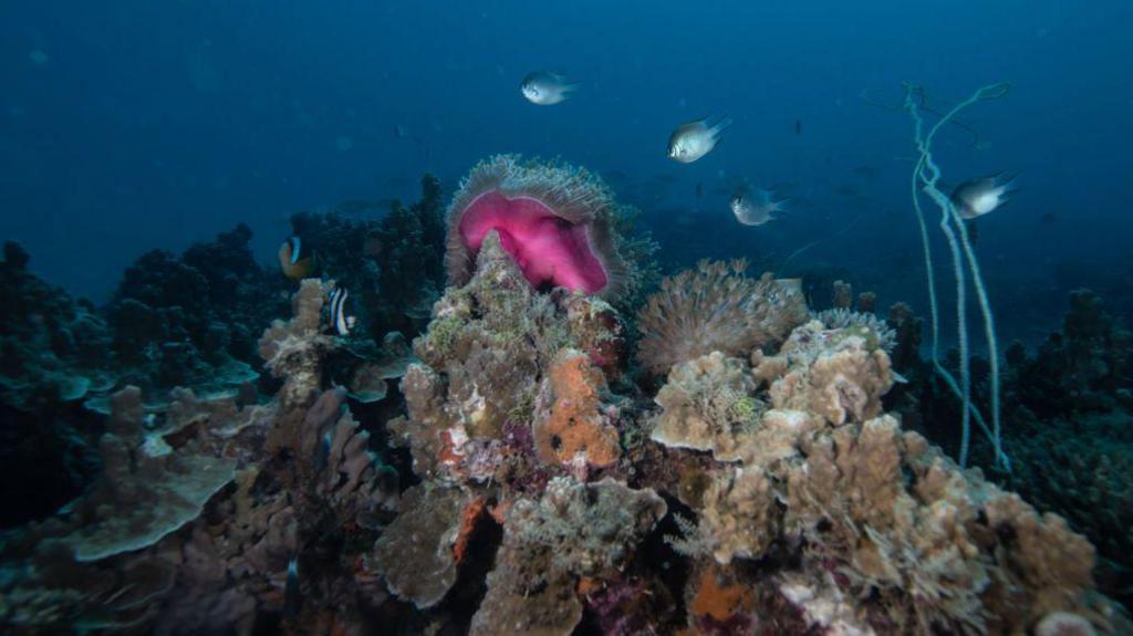 A view of coral reefs and the underwater ecosystem at Bawe Island in Zanzibar, Tanzania on June 23, 2023