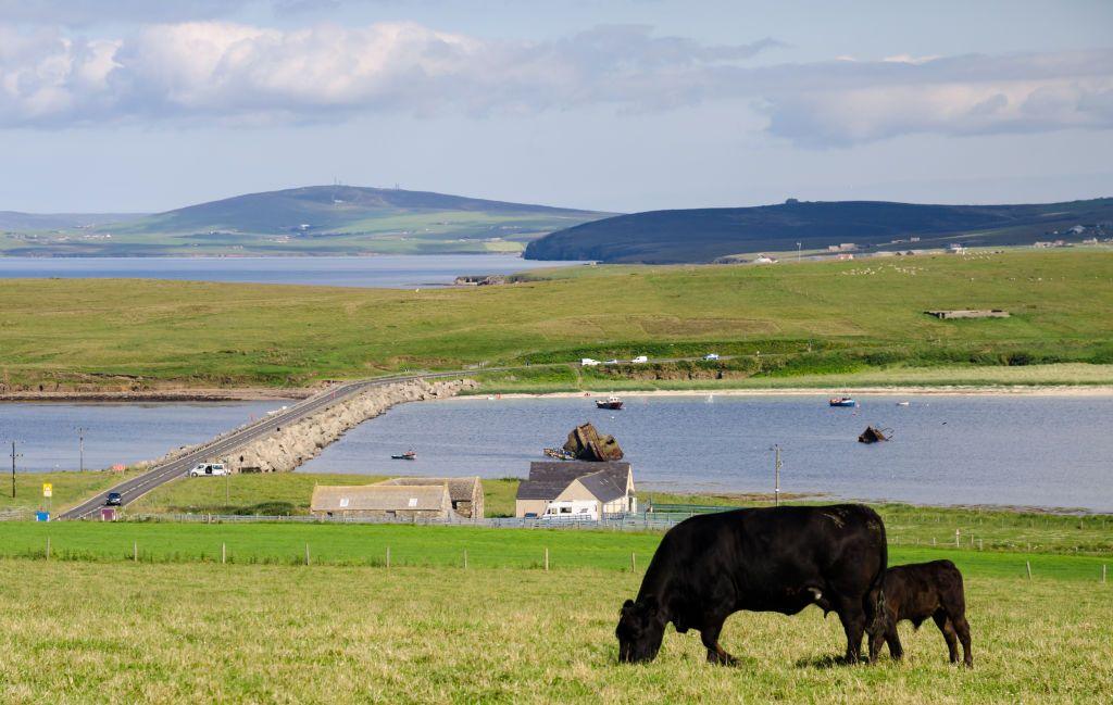 A road connecting two pieces of land in Orkney via a causeway. A black cow and calf are grazing in a field the foreground. 