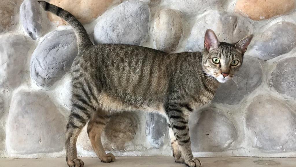 A grey and black cat is photographed 