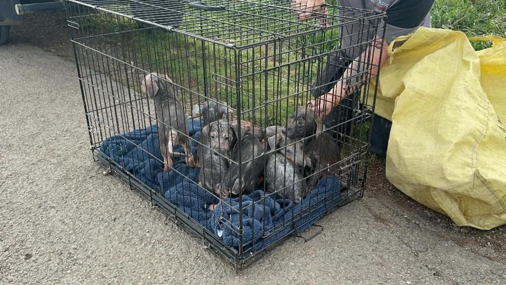 Seven puppies in a dog crate