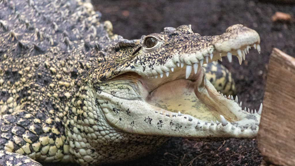 Crocodile in an enclosure