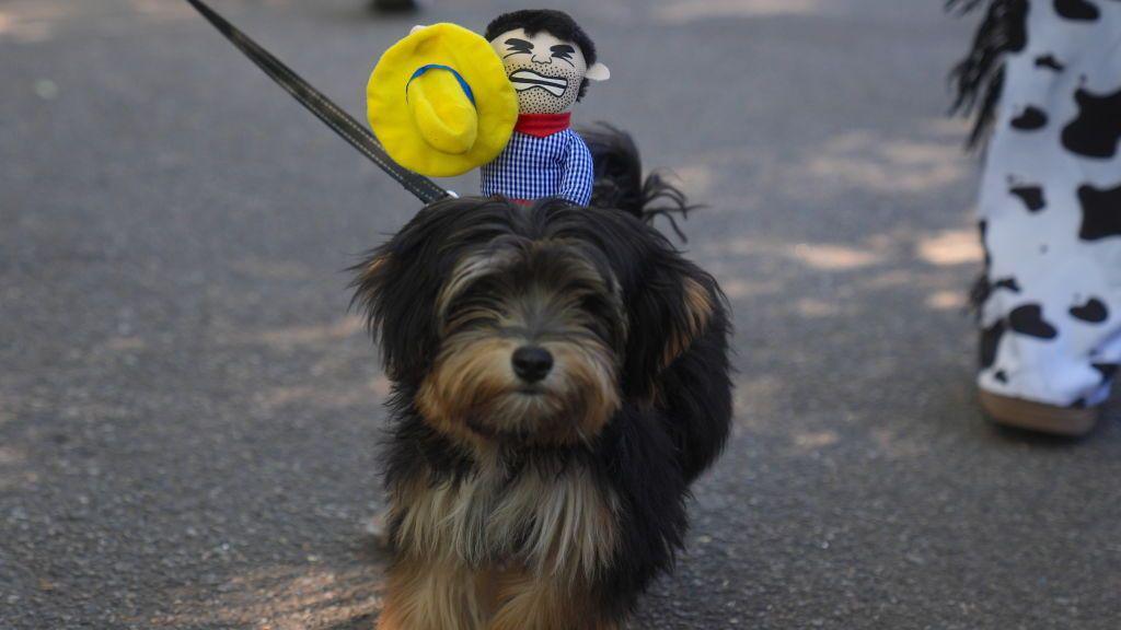 cowboy dog