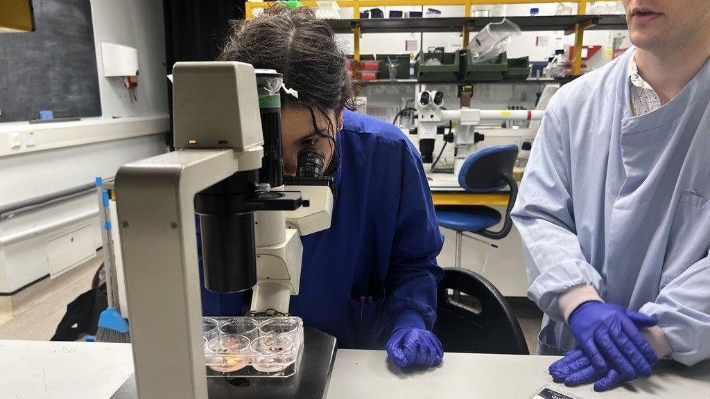 Woman looks at petri dishes 