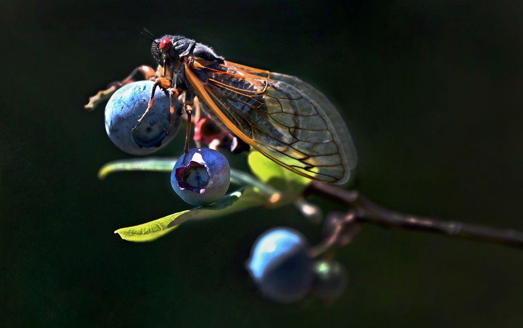 A cicada sits on a blueberry plant at a farm in the US