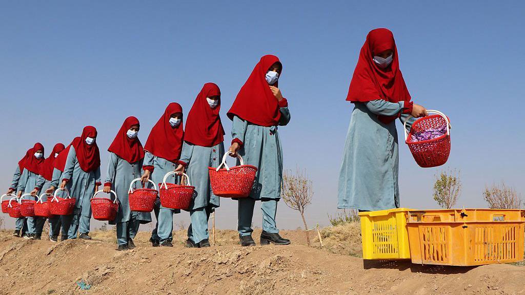 Afghan women carry baskets of saffron flowers in a field on the outskirts of Herat province on October 31, 2022. The women are all dressed in green tunics and trousers, with red head scarves and blue face masks. They carry red baskets filled with flowers. The ground is brown and dusty.