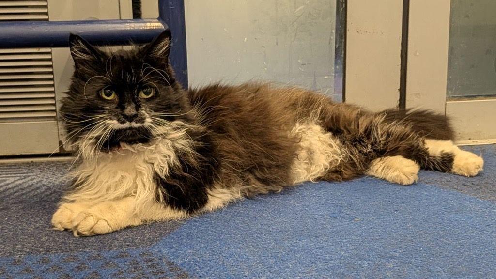 A black and white fluffy cat lying on the floor of a train carriage.