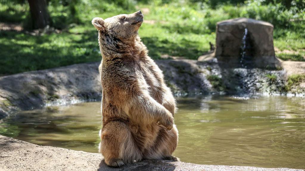 A brown bears sits upright basking in the sunlight by a pool of water in a forest