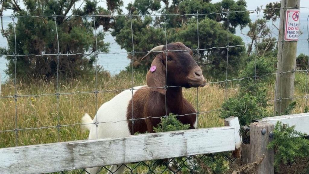 A goat behind a fence on top of a cliff with the sea in the background