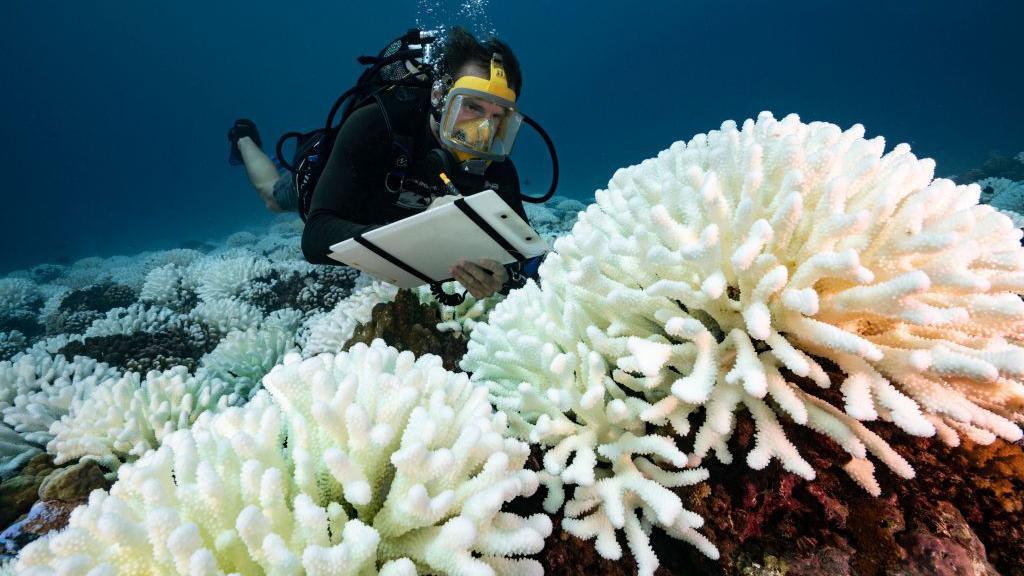 A scuba diver looking at bleached coral.