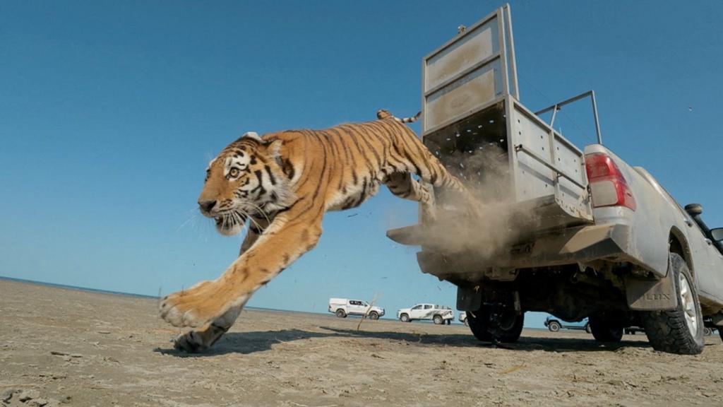 Moment first rare tiger in 70 years released in Kazakhstan
