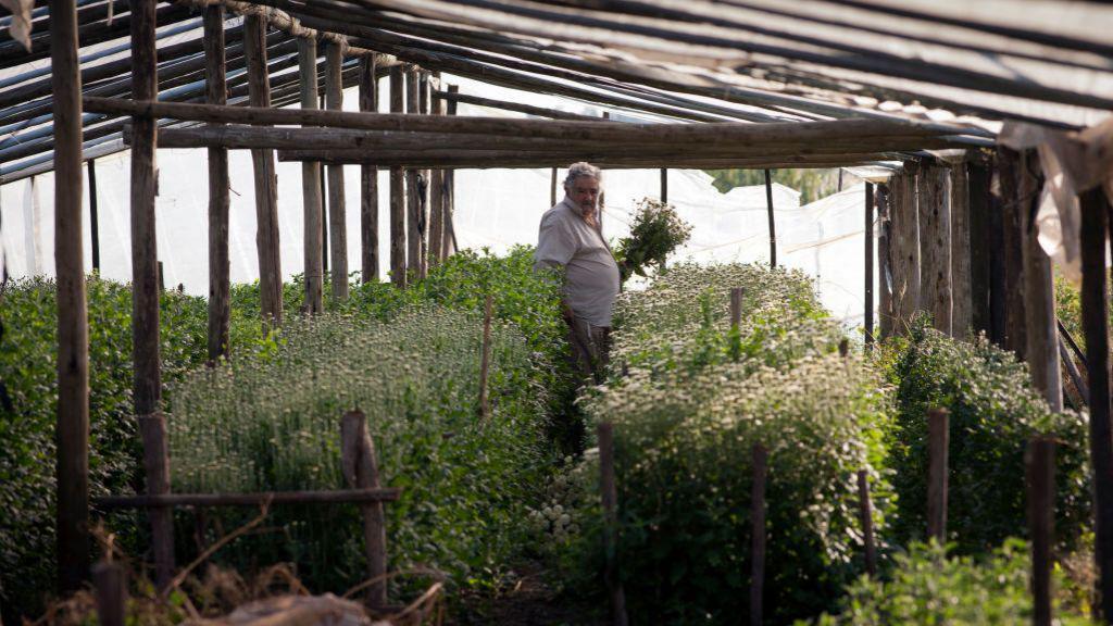 Uruguayan politician and former President of Uruguay José Mujica works on his crops in May 2010 in Montevideo, Uruguay. (Photo by Ricardo Ceppi/Getty Images).