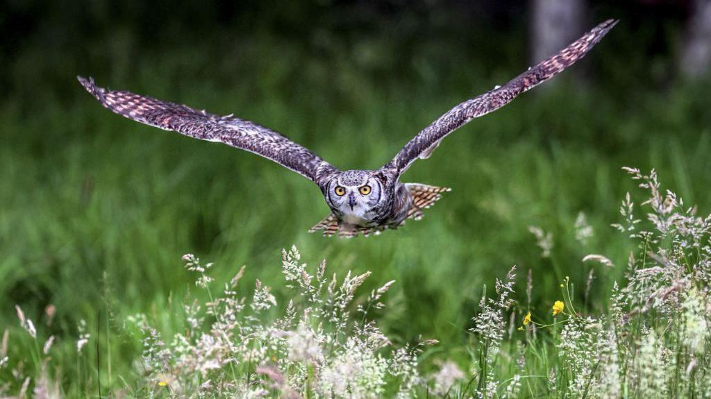 A brown-coloured owl flying across a field.