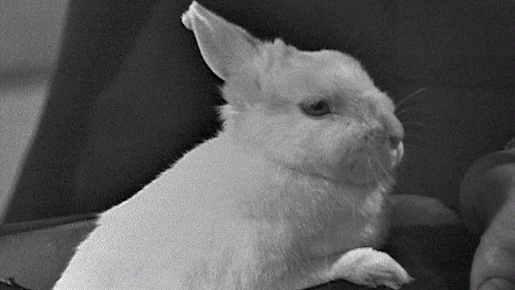 BBC Archive 1970: Huff the magic rabbit - Blue Peter - BBC